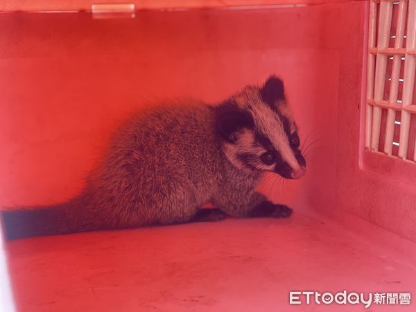 ▲▼花蓮縣政府農業處人員誘捕白鼻心寶寶送專業機構照養後再野放返回山林。(圖/花蓮縣政府提供,下同)