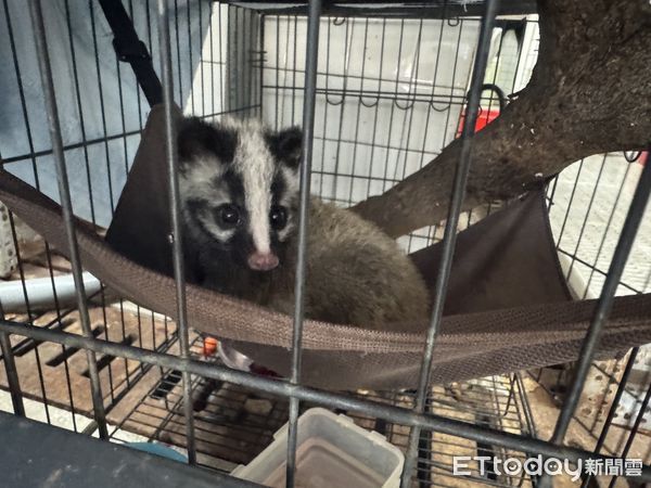 ▲▼花蓮縣政府農業處人員誘捕白鼻心寶寶送專業機構照養後再野放返回山林。(圖/花蓮縣政府提供,下同)