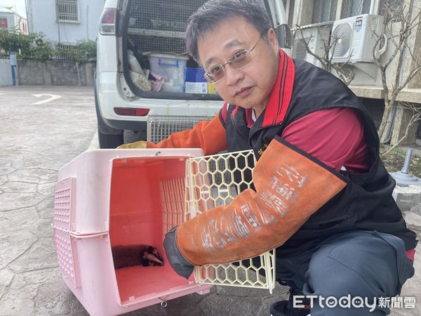 ▲▼花蓮縣政府農業處人員誘捕白鼻心寶寶送專業機構照養後再野放返回山林。(圖/花蓮縣政府提供,下同)