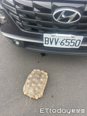 ▲善化警方巡邏時發現蘇卡達象龜誤闖市道,趕緊將牠帶回所內照料。(記者林東良翻攝,下同)