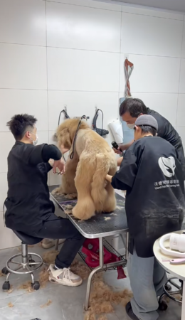 黃金貴賓犬毛超多。(圖/翻攝自小紅書@皮薄大餡是餛飩)