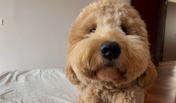 黃金貴賓犬毛超多。(圖/翻攝自小紅書@皮薄大餡是餛飩)