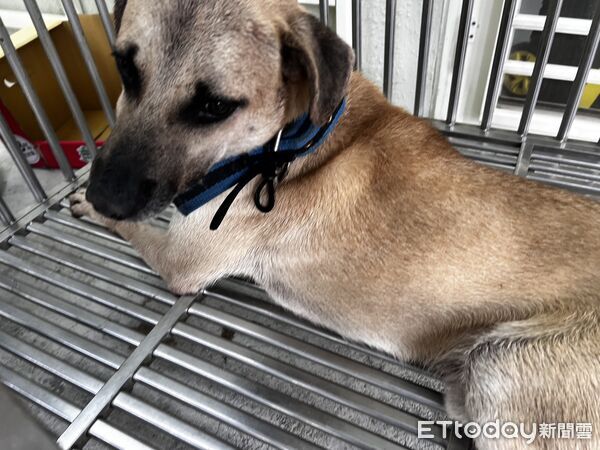 ▲惡犬從家門內衝出攻擊郵差害斷指,動保處事後將該犬隻捕獲收容。(圖/記者郭世賢翻攝)