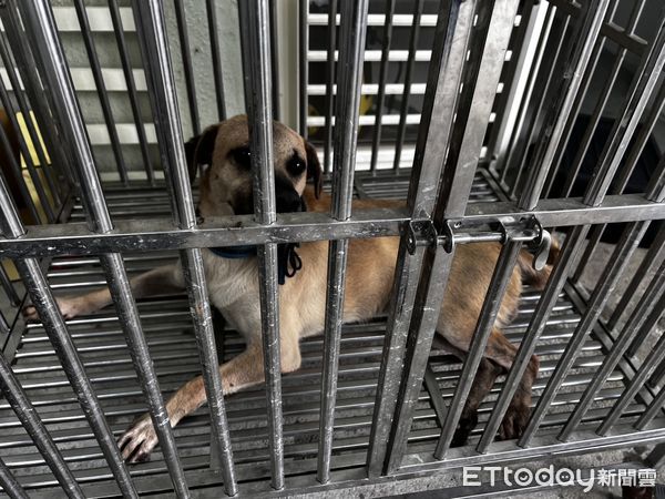 ▲基隆惡犬從家門內衝出攻擊郵差害斷指,動保處事後將該犬隻捕獲收容。(圖/記者郭世賢翻攝)