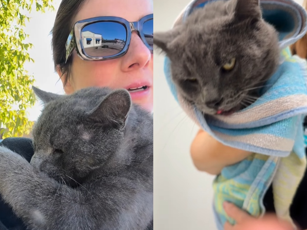 女衝進馬路救出被車撞浪浪 灰貓無助「緊抱救命恩人」畫面曝。(圖/翻攝自Instagram/feespaack)