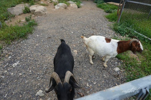 ▲▼此木窯 Chai Space & Store。(圖/部落客水晶安蹄不務正業過生活授權提供)