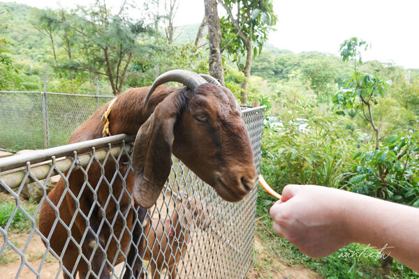 ▲▼此木窯 Chai Space & Store。(圖/部落客水晶安蹄不務正業過生活授權提供)