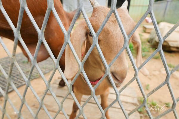 ▲▼此木窯 Chai Space & Store。(圖/部落客水晶安蹄不務正業過生活授權提供)