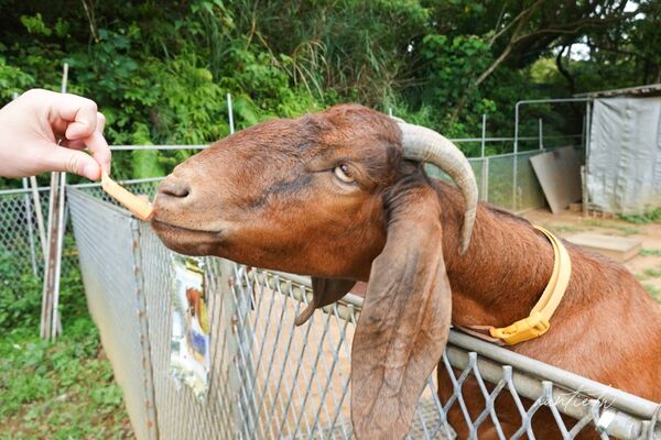 ▲▼此木窯 Chai Space & Store。(圖/部落客水晶安蹄不務正業過生活授權提供)