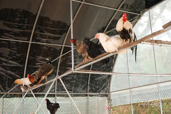 ▲▼此木窯 Chai Space & Store。(圖/部落客水晶安蹄不務正業過生活授權提供)