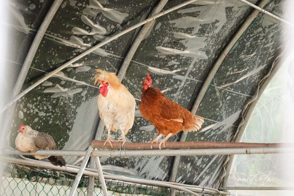 ▲▼此木窯 Chai Space & Store。(圖/部落客水晶安蹄不務正業過生活授權提供)