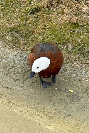 ▲▼Hooker Valley Track。(圖/部落客飛天璇的口袋授權提供)