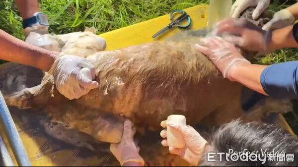 ▲▼泥濘中「露出一顆頭」!狗狗陷黑泥險滅頂…隊員徒手挖30分鐘救出。(圖/記者賴文萱翻攝)