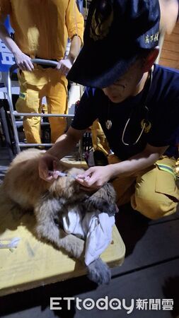 ▲▼泥濘中「露出一顆頭」!狗狗陷黑泥險滅頂…隊員徒手挖30分鐘救出。(圖/記者賴文萱翻攝)