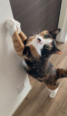 ▲。(圖/翻攝自X/@nekoe_onomai)