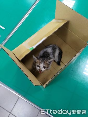 ▲▼高雄市三民區街頭,日前有一隻小貓受困汽車引勤室內,員警使出「神招」利用手機播放母貓的叫聲,成功誘捕救出這隻嚇壞的小貓。(圖/記者吳世龍翻攝)