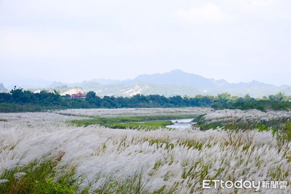 ▲大內甜根子草花海盛開如「九月雪」,成為最佳拍照打卡景點,市長黃偉哲與民眾一同欣賞甜根子草花海美景,呼籲支持在地農產。(圖/記者林東良翻攝,下同)