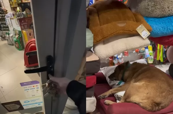 打烊寵物店被神秘客闖入 老闆發現「浪浪安心在狗床睡著」爆紅。(圖/翻攝自TikTok/chilapets)
