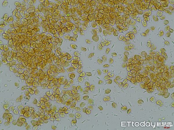 ▲▼ 高雄愛河變色了!突變「咖啡河」嚇壞民眾 環保局採樣揭真相。(圖/記者賴文萱翻攝)