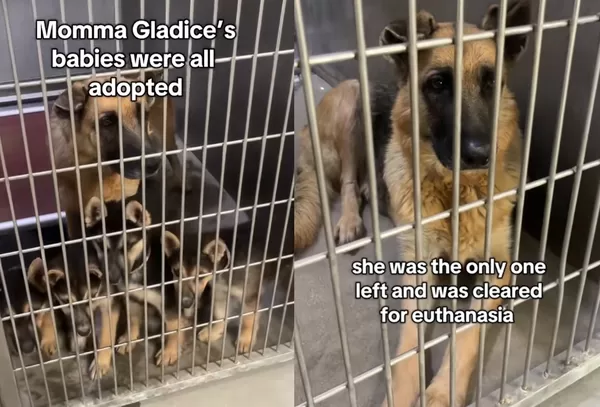 4隻狗寶寶全被收養 6歲狗媽「孤獨留收容所中」心死面臨安樂死。(圖/翻攝自TikTok/evelyn.garces_)