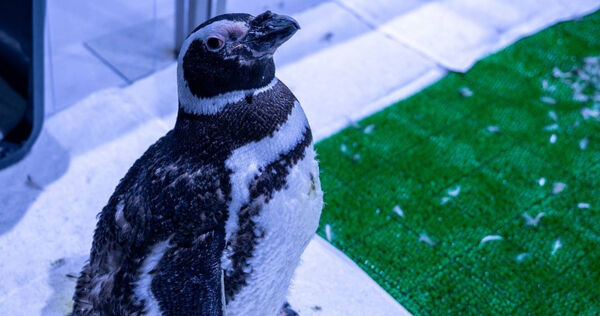 台中海洋館近日收到粉絲客訴小企鵝不認真上班,決定幫忙喊冤。(圖/翻攝自臉書,台中海洋館)