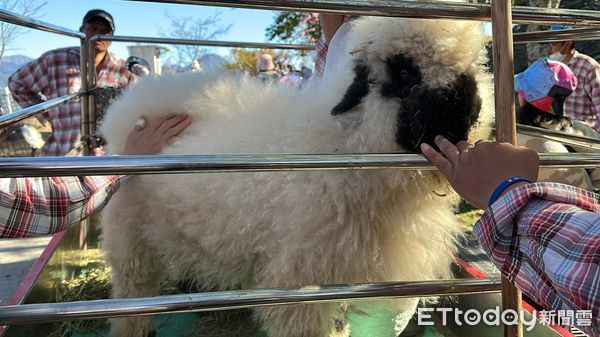 ▲清境農場於中秋連假湧現遊客人潮,「最可愛綿羊」黑鼻羊將接力在「雲嶺奔羊會」登場。(圖/清境農場提供)