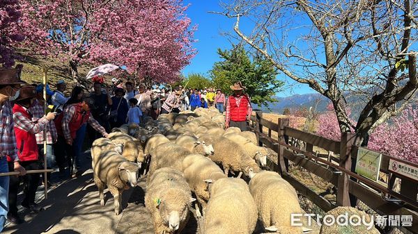 ▲▼清境農場「最可愛綿羊」黑鼻羊將接力在「雲嶺奔羊會」登場。(圖/資料照片,清境農場提供)