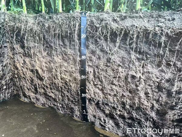 ▲▼ 吉林、梨樹模式、玉米產業、黑土地重生 。(圖/記者任以芳攝)