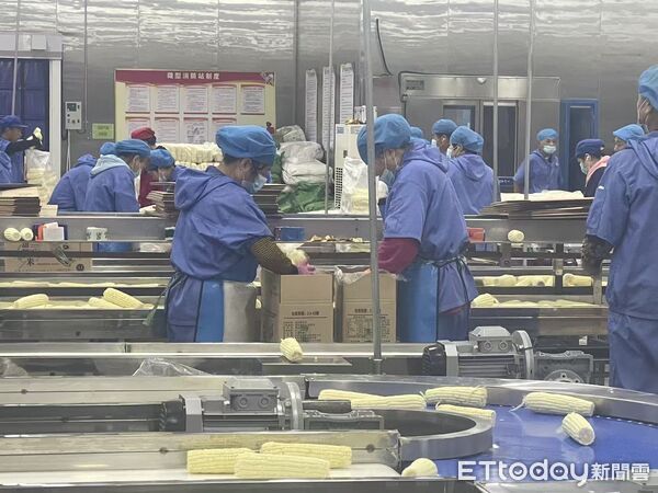 ▲▼ 吉林、梨樹模式、玉米產業、黑土地重生 。(圖/記者任以芳攝)