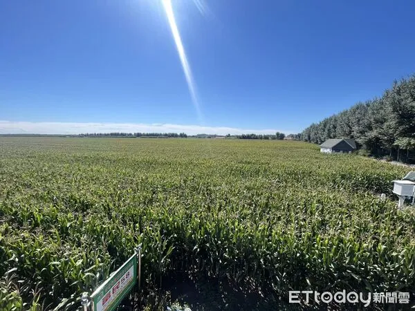 ▲▼ 吉林、梨樹模式、玉米產業、黑土地重生 。(圖/記者任以芳攝)