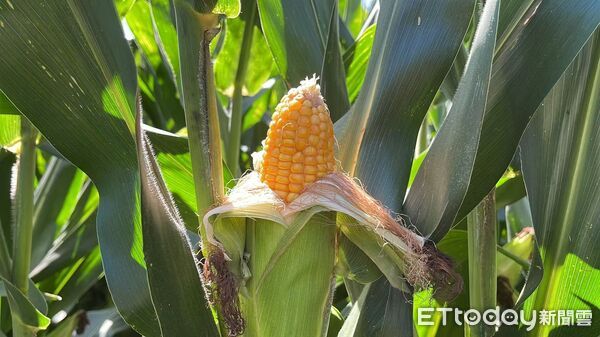 ▲▼ 吉林、梨樹模式、玉米產業、黑土地重生 。(圖/記者任以芳攝)