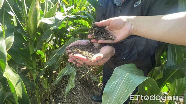 ▲▼ 吉林、梨樹模式、玉米產業、黑土地重生 。(圖/記者任以芳攝)