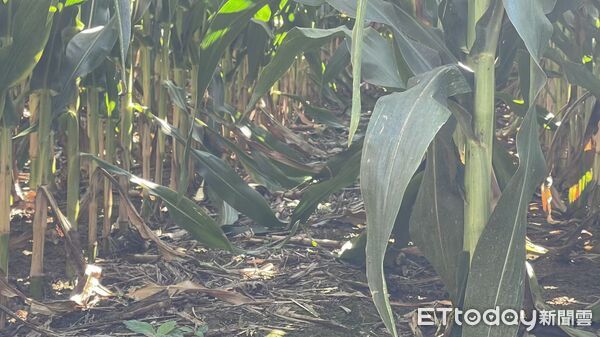 ▲▼ 吉林、梨樹模式、玉米產業、黑土地重生 。(圖/記者任以芳攝)