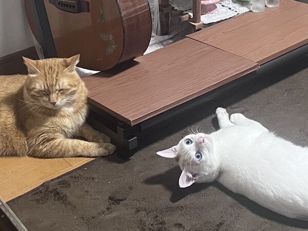 ▲。(圖/翻攝自X/@sasukotehaku)