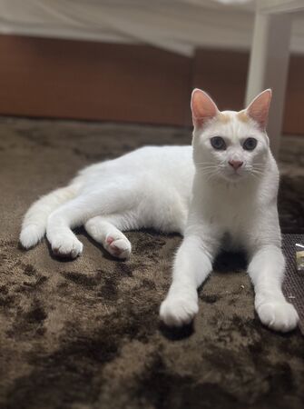 ▲。(圖/翻攝自X/@sasukotehaku)