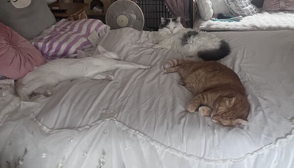 ▲。(圖/翻攝自X/@sasukotehaku)