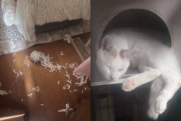 ▲。(圖/翻攝自X/@sasukotehaku)