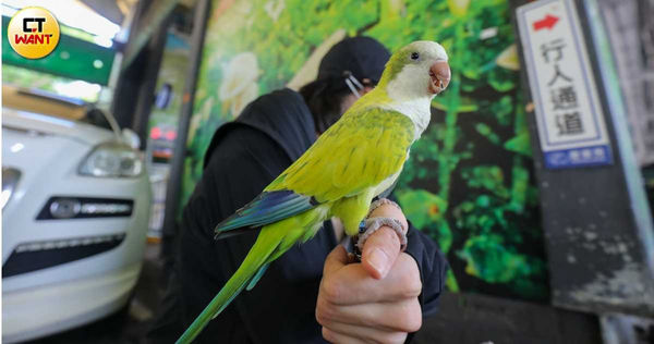 折騰近月,葉小姐愛寵鸚鵡「哇沙米」終於回到自己懷抱,卻伴隨新台幣3,000元「寵物出入公共場所飼主未陪同」的罰單,實在無奈。(圖/劉耿豪攝)