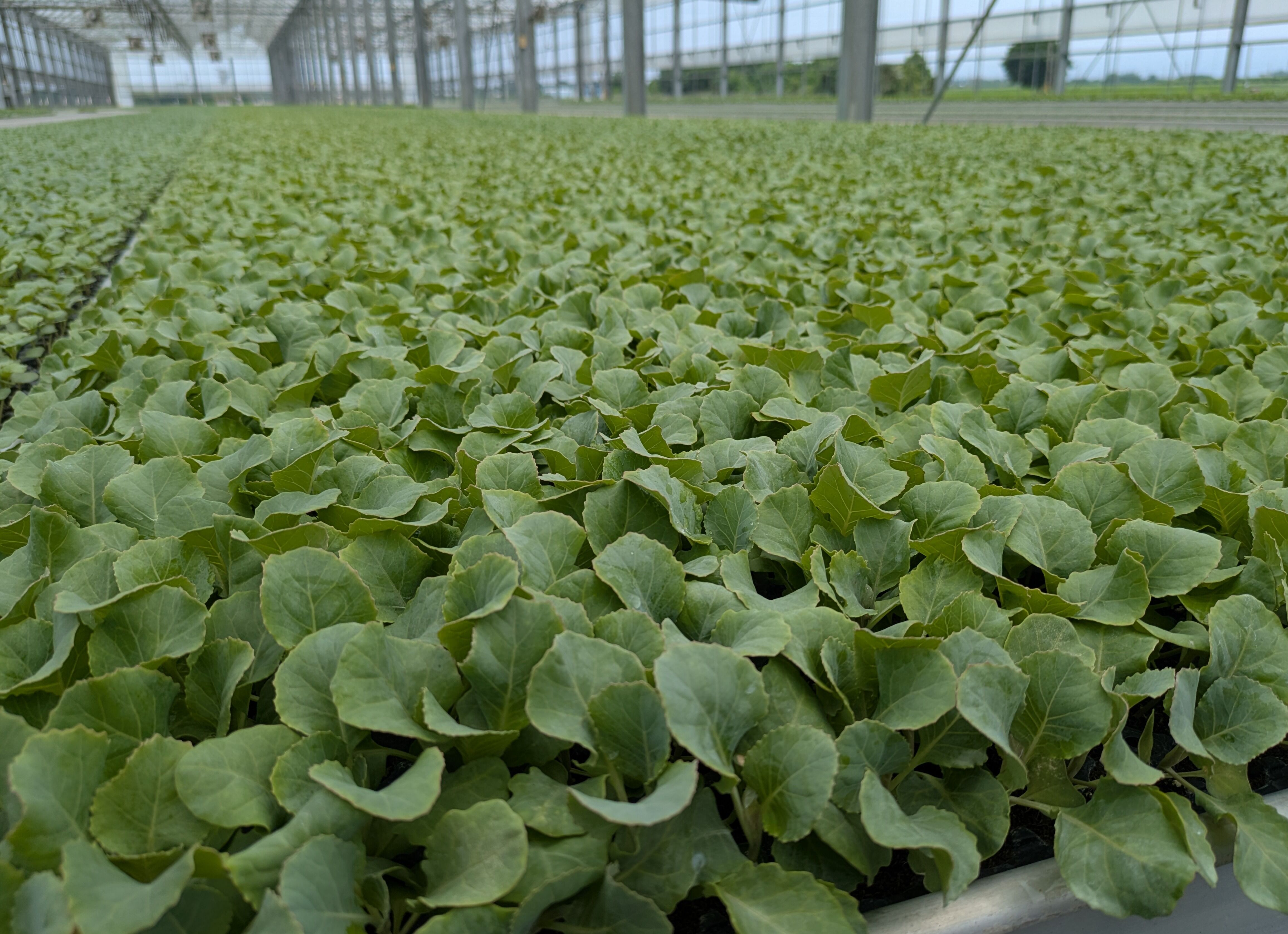 ▲▼農糧署提醒,高麗菜(甘藍)種植面積連續40天達到紅燈警戒值。圖為育苗場培育甘藍穴盤苗情形。(圖/農糧署提供)