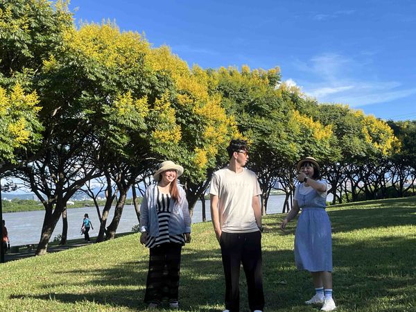 ▲臺灣欒樹化身「臺灣金雨樹」。(圖/高灘處提供)