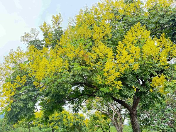 ▲臺灣欒樹化身「臺灣金雨樹」。(圖/高灘處提供)