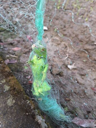 ▲▼民進黨立委徐富癸送行政院長卓榮泰綠鬣蜥玩偶。(圖/立委徐富癸國會辦公室提供)