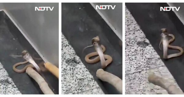 社區管理人員使用簡易工具捕捉蛇類後,將其釋放至社區外空地,過程未造成人員傷亡。(圖/翻攝自X, @ShineHamesha )