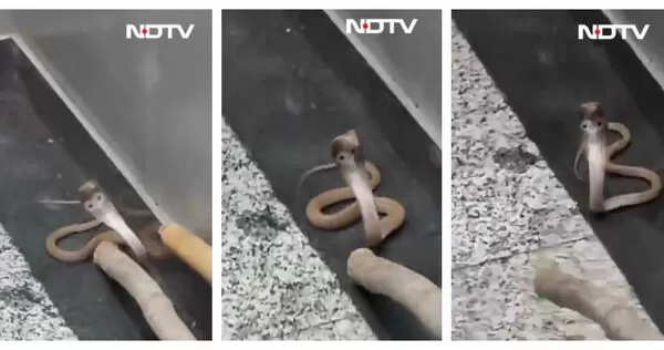 社區管理人員使用簡易工具捕捉蛇類後,將其釋放至社區外空地,過程未造成人員傷亡。(圖/翻攝自X, @ShineHamesha )