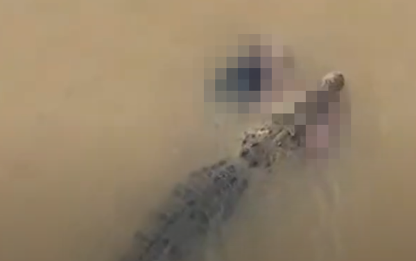 ▲▼ 印度巨鱷「咬住婦人」拖入河中。(圖/翻攝自X)