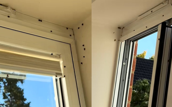 大量瓢蟲飛進英住宅 女見「入侵畫面」崩潰:大門窗戶全被覆蓋。(圖/翻攝自TikTok/mummybossadventure)