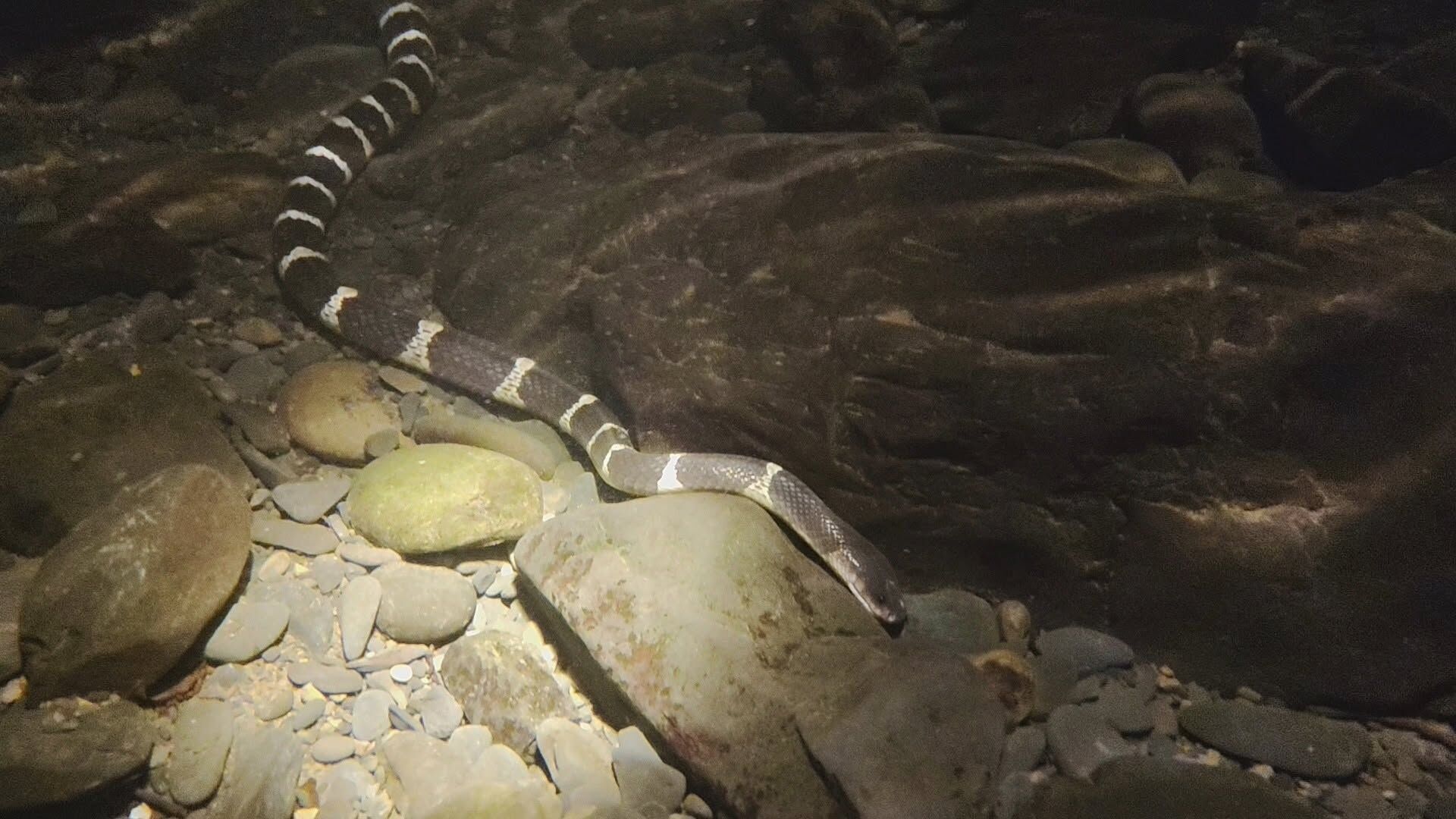 ▲宜蘭晚間溯溪見「雨傘節潛水」捕獵 超近距離畫面!奇景引發熱議。(圖/網友林先生提供,請勿隨意翻拍,以免侵權。)