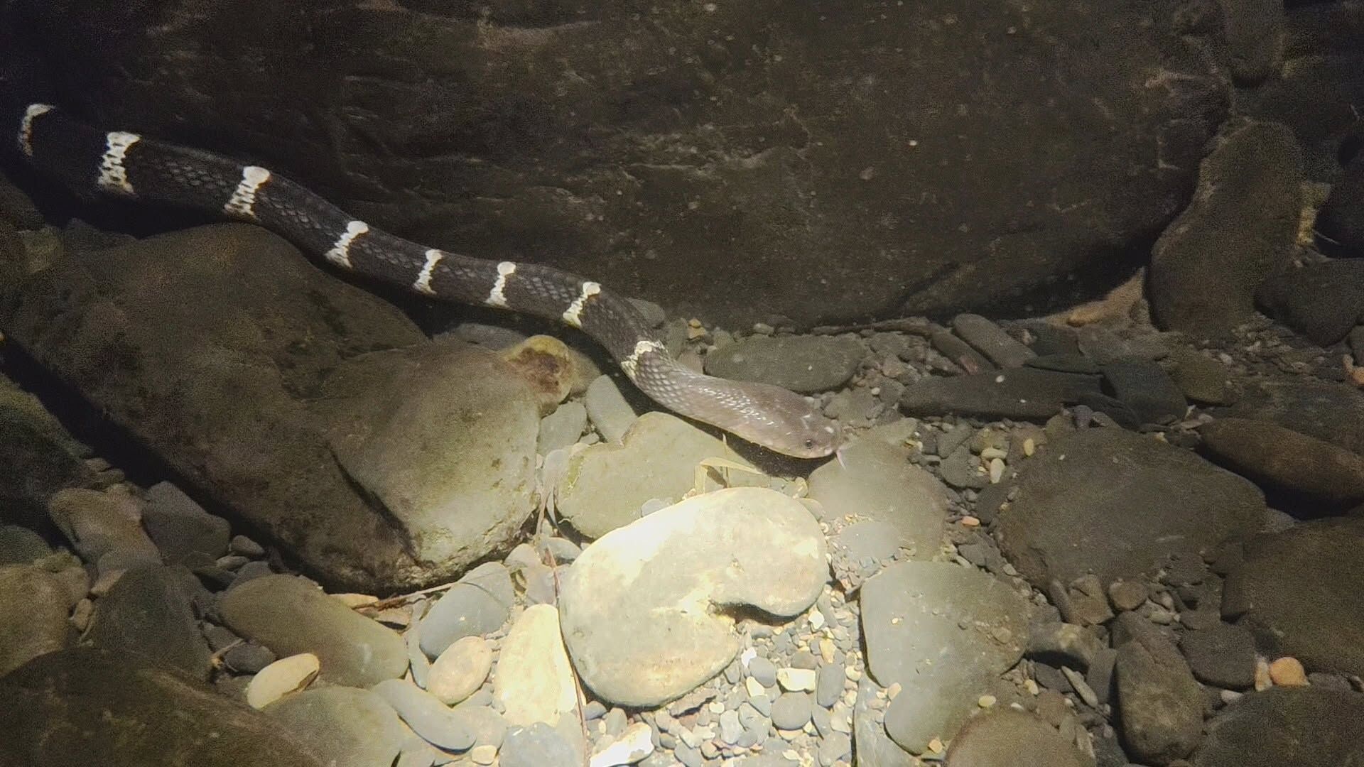 ▲宜蘭晚間溯溪見「雨傘節潛水」捕獵 超近距離畫面!奇景引發熱議。(圖/網友林先生提供,請勿隨意翻拍,以免侵權。)