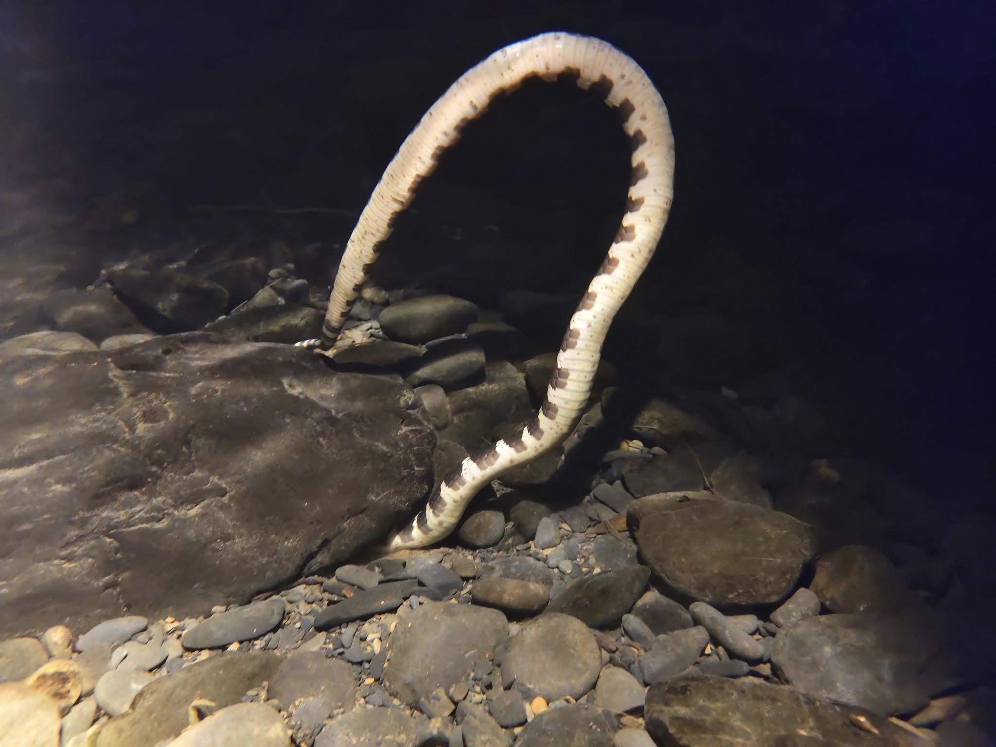 ▲宜蘭晚間溯溪見「雨傘節潛水」捕獵 超近距離畫面!奇景引發熱議。(圖/網友林先生提供,請勿隨意翻拍,以免侵權。)