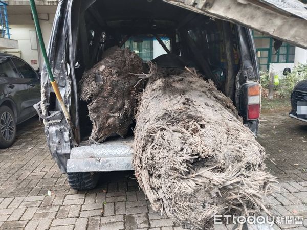 ▲▼28歲周姓男子盜取珍貴台灣扁柏漂流木被人贓俱獲。(圖/記者游芳男翻攝,下同)